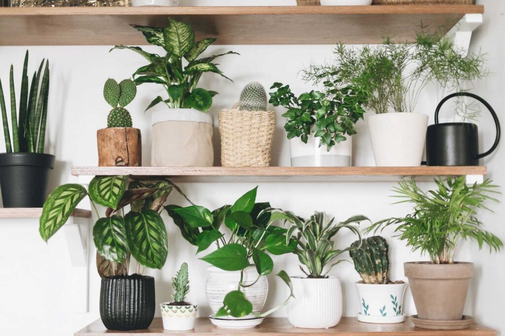 Где люди берут комнатные растения?