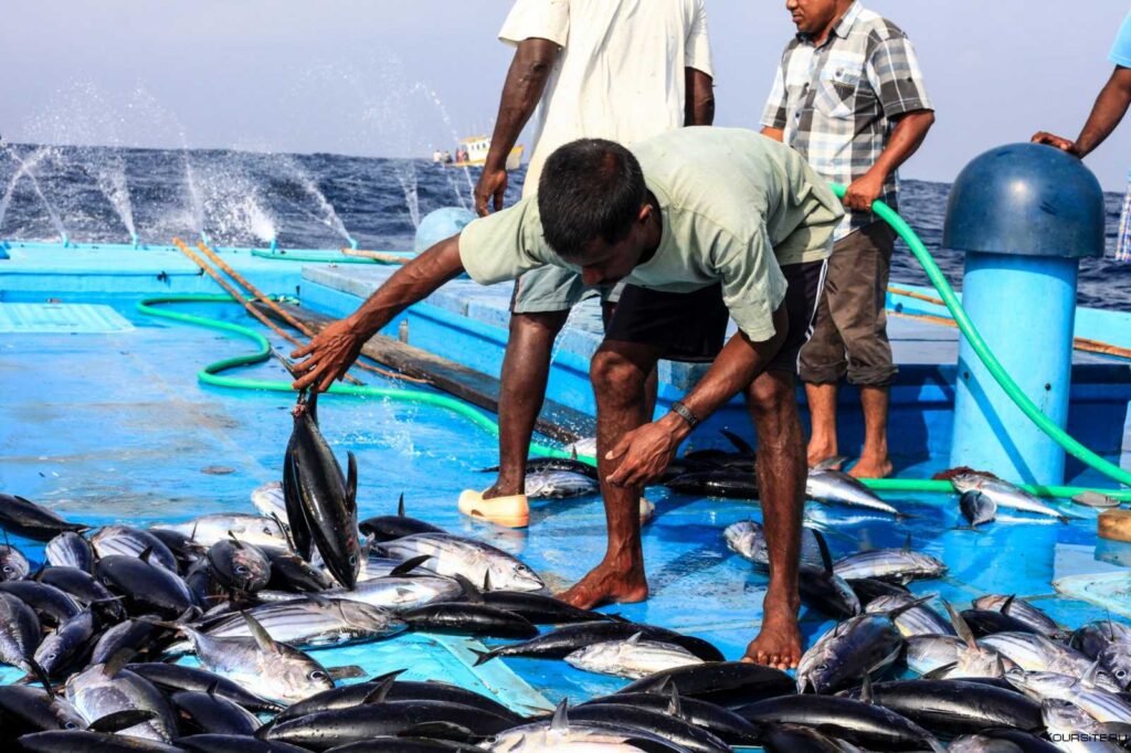 Факты о стране: Природа и экономика Мальдив