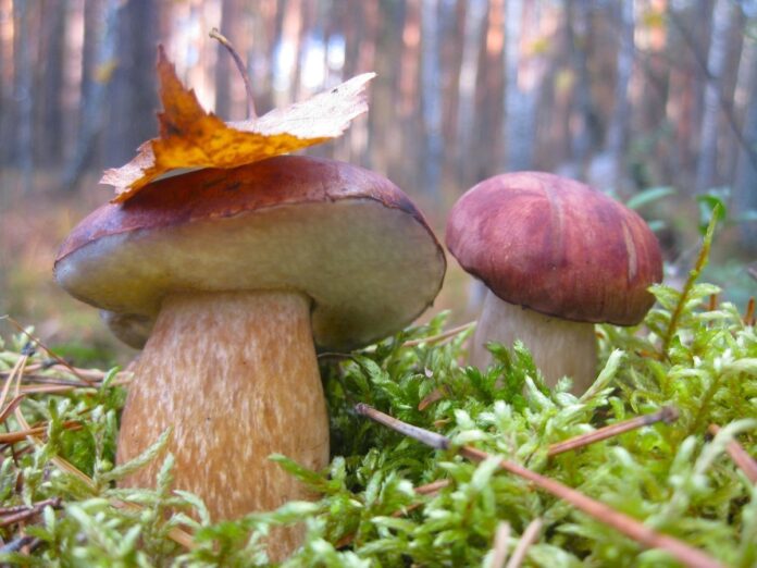 Зачем собирать грибы в лесу?